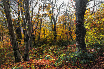 Fototapeta premium Beautiful autumn forest. Yellow, orange and brown leaves in the forest on a sunny autumn day. Autumn forest with tall trees. Trees in the autumn forest on a bright sunny day.