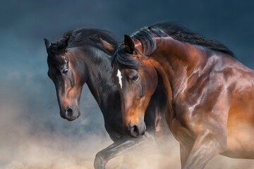 Obraz na płótnie Canvas Horses in motion close up