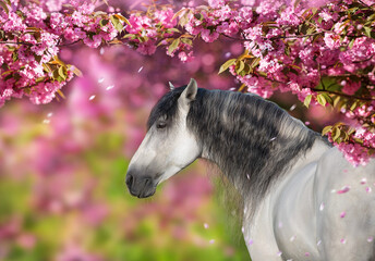 White stallion portrait in  spring sakura  blossom tree