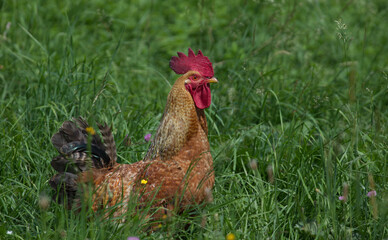 rooster on a green meadow