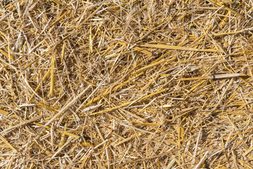 Background texture of dry straw stalks.