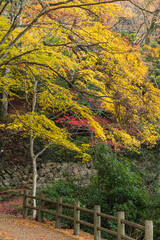日本　広島県廿日市市の宮島の秋になって紅葉した木々
