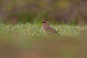 bird watching on the grass, Collared Pratincole, Glareola pratincola