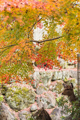 日本　広島県廿日市市の宮島の秋になって紅葉した木々と野生の鹿