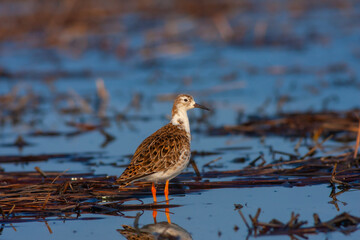 bird watching on the water, Ruff, Calidris pugnax	
