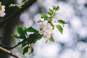 White beautiful fruit tree flowers blooming, spring garden background