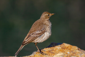 little bird watching on the ground, Water Pipit, Anthus spinoletta