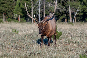 Elk (Cervus canadensis) male in Yellowstone National Park, USA