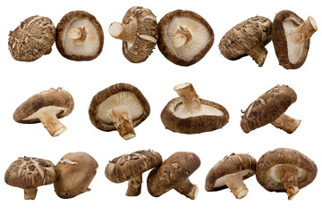 Macro closeup of set fresh shitake mushrooms isolated on transparent background png