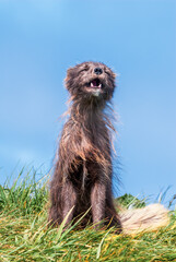 Pribilof Islands Arctic Fox (Alopex lagopus pribilofensis) at St. George Island, Pribilof Islands, Alaska, USA