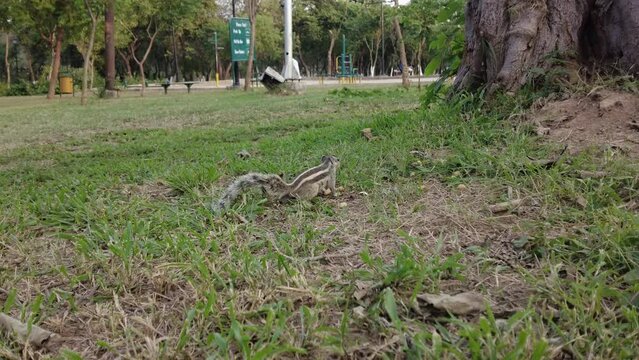 A lonely squirrel in a park