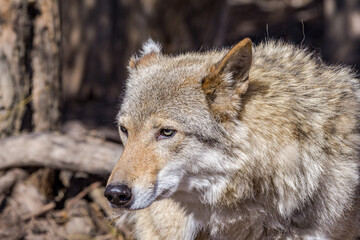 Gray Wolf (Canis lupus)