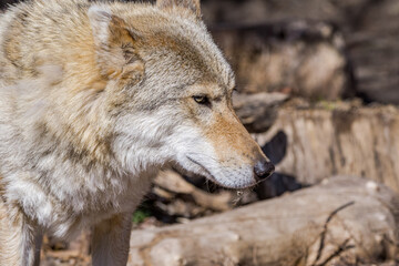 Fototapeta premium Gray Wolf (Canis lupus)