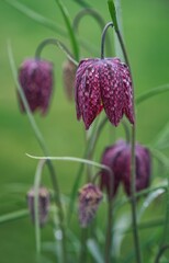 Fritillaria meleagris or Snake's head flowers