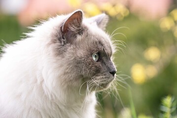 A ragdoll cat side portait in the garden