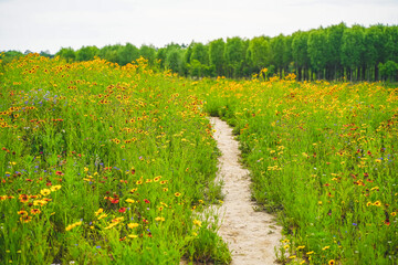 Fototapeta na wymiar A meadow full of flowers on a sunny summer day
