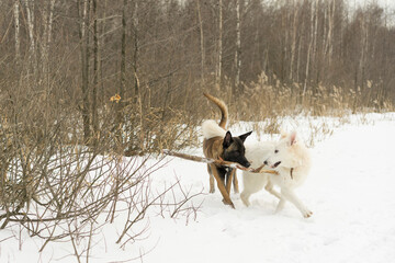 Fototapeta na wymiar Two dogs playing stick in winter, malinos, or belgian shepherd dog and white canadian shepherd, or white swiss shepherd .