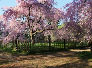 桜が満開の京都御苑の風景