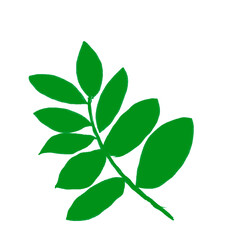 abstract floral design leaf outline isolated item decoration