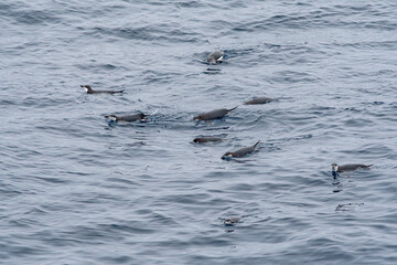 Fototapeta premium Chinstrap Penguins (Pygoscelis antarctica) in South Atlantic Ocean, Southern Ocean, Antarctica