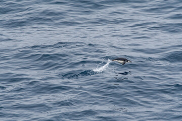 Fototapeta premium Chinstrap Penguins (Pygoscelis antarctica) in South Atlantic Ocean, Southern Ocean, Antarctica