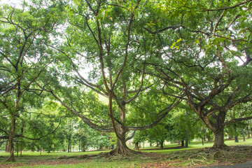 Fototapeta na wymiar Beautiful views of the Royal Botanical Garden in Kandy, Sri Lanka