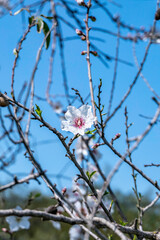 Almond tree flowers close-up against a blue sky. Israel