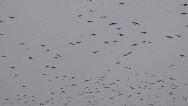 A large flock of birds flies in background of a gray sky during a snowfall, a flock of crows