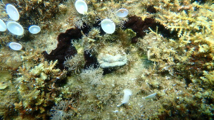 Scarlet coral or pig-tooth coral, european star coral (Balanophyllia (Balanophyllia) europaea) undersea, Aegean Sea, Greece, Halkidiki