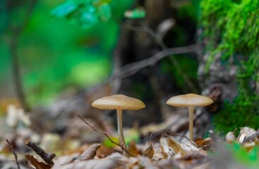 Mushrooms next to each other in a forest. Two mushrooms growing together in the wild forest.