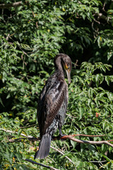 Great Cormorant (Phalacrocorax carbo) on pond