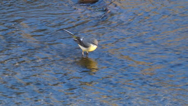 Lavandera Cascadena or gray wagtail, Motacilla cinerea, looking for food in the current of a river.