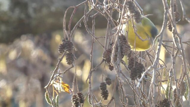 Eurasian siskin or Spinus spinus is a small passerine bird in the finch family Fringillidae.