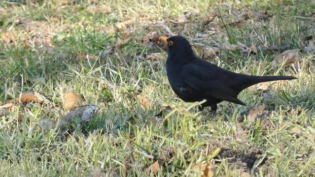 A male common blackbird or turdus merula searching for food.
