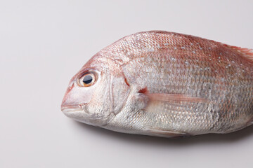 흰색배경 참돔 물고기 클로즈업 촬영
