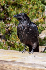Raven (Corvus corax) in Yellowstone National Park, USA