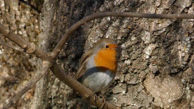 Cute wild robin or Erithacus rubecula standing on a mossy branch of a tree with a blurry natural background.