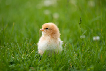Beautiful one chick on natural background. Adorable yellow little chicken on green background