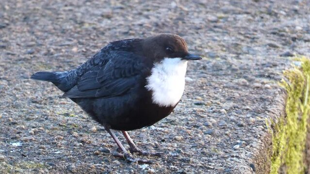 A beautiful Dipper, cinclus cinclus, standing on a branch in the middle of a river.