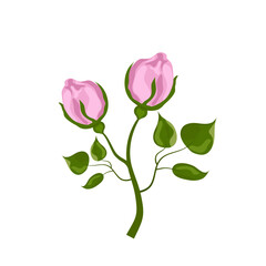 Rose bud. Vector graphics in watercolor style