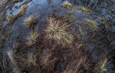 Dry swamp grass among the water.