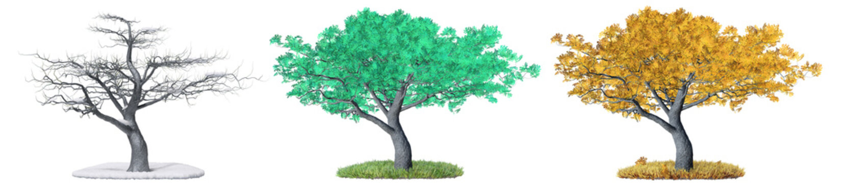 tree isolated with diffirent season on white background, 3D illustration, transparent background, png
