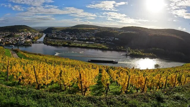 Vineyards in the hills near the town of R&uuml;desheim am Rhein in Hesse, Germany