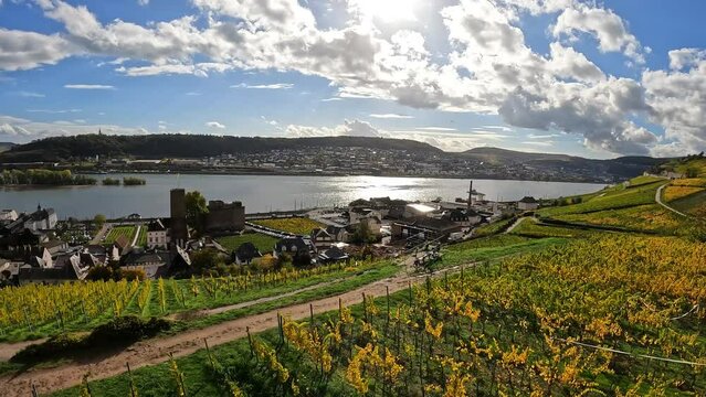 Vineyards in the hills near the town of R&uuml;desheim am Rhein in Hesse, Germany