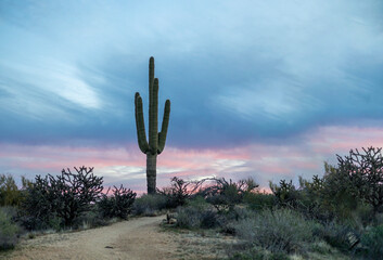 A Saguaro Cactus Along A Desert Hiking Trail In Scottsdale AZ