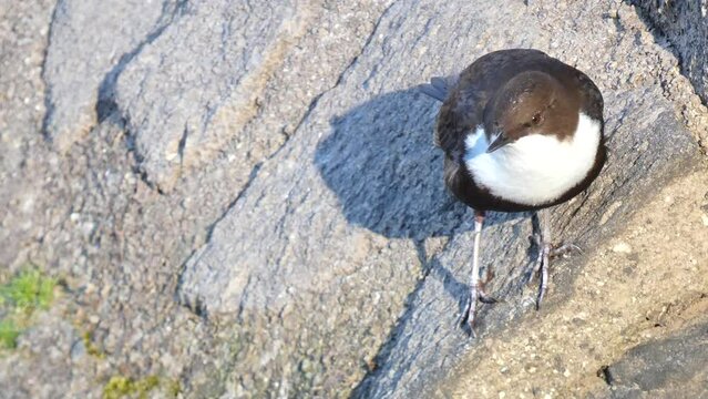 A beautiful Dipper, cinclus cinclus, standing on a branch in the middle of a river.