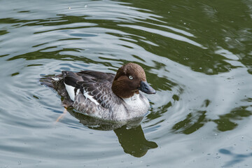 Common Goldeneye (Bucephala clangula) female in park