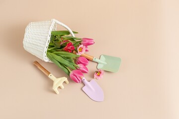 spring work in the garden concept.  basket with flowers and gardening tools on beige  background . Minimalism 