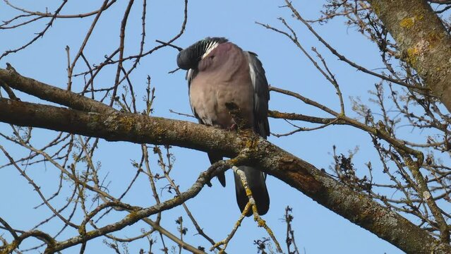 The common wood pigeon or Columba palumbus perched on the branches of a forest tree cleaning its plumage.
