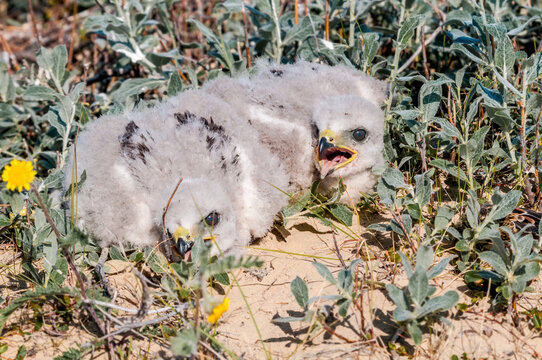Rough-legged Buzzard (Buteo lagopu) chicks at nest in Barents Sea coastal area